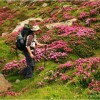 Rododendron in Fagaras mountains Rododendron in Fagaras mountains