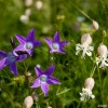 High altitude flowers from Romanian Carpathians