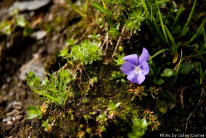 High altitude flowers﻿ from Romanian Carpathians