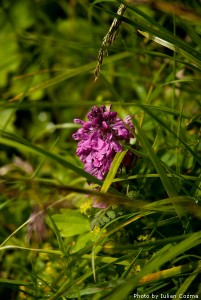 High altitude flowers﻿ from Romanian Carpathians