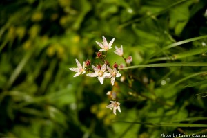 High altitude flowers﻿ from Romanian Carpathians