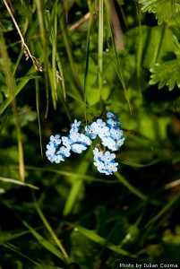 High altitude flowers﻿ from Romanian Carpathians