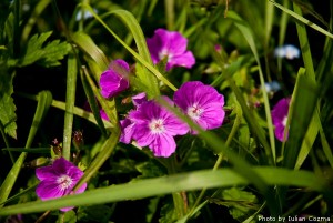 High altitude flowers﻿ from Romanian Carpathians