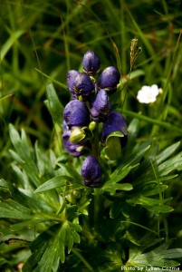 High altitude flowers﻿ from Romanian Carpathians