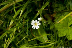 High altitude flowers﻿ from Romanian Carpathians