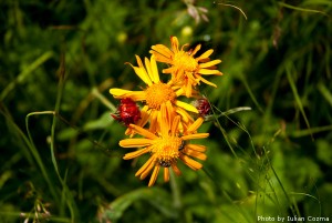High altitude flowers﻿ from Romanian Carpathians