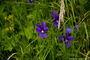 High altitude flowers﻿ from Romanian Carpathians