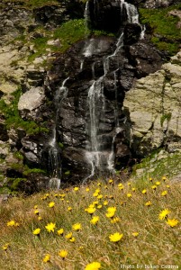 flori_de_munte-19