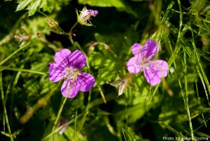 High altitude flowers﻿ from Romanian Carpathians