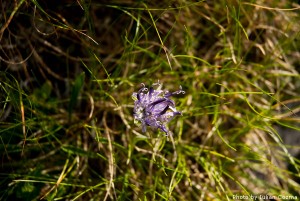 High altitude flowers﻿ from Romanian Carpathians