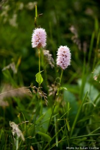 High altitude flowers﻿ from Romanian Carpathians