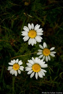 High altitude flowers﻿ from Romanian Carpathians