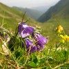High altitude flowers from Romanian Carpathians High altitude flowers from Romanian Carpathians