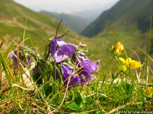 High altitude flowers﻿ from Romanian Carpathians