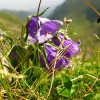 High altitude flowers from Romanian Carpathians High altitude flowers from Romanian Carpathians