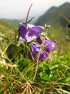 High altitude flowers﻿ from Romanian Carpathians