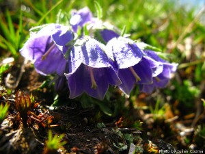 High altitude flowers﻿ from Romanian Carpathians