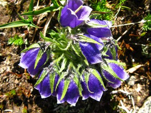 High altitude flowers﻿ from Romanian Carpathians