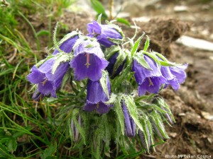 High altitude flowers﻿ from Romanian Carpathians