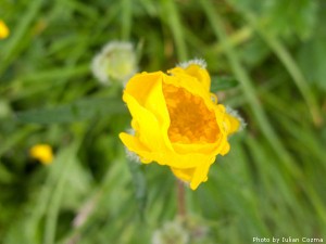 High altitude flowers﻿ from Romanian Carpathians