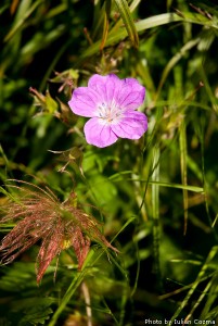 High altitude flowers﻿ from Romanian Carpathians