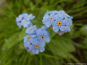 High altitude flowers﻿ from Romanian Carpathians