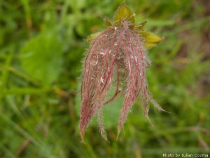 High altitude flowers﻿ from Romanian Carpathians
