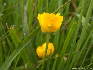 High altitude flowers﻿ from Romanian Carpathians