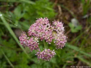 High altitude flowers﻿ from Romanian Carpathians