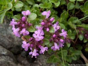 High altitude flowers﻿ from Romanian Carpathians