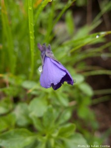 High altitude flowers﻿ from Romanian Carpathians