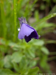 High altitude flowers﻿ from Romanian Carpathians