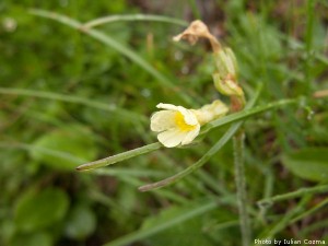 High altitude flowers﻿ from Romanian Carpathians