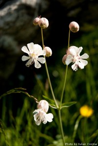 High altitude flowers﻿ from Romanian Carpathians