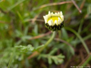 High altitude flowers﻿ from Romanian Carpathians