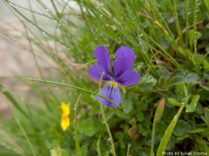 High altitude flowers﻿ from Romanian Carpathians