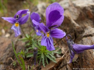 High altitude flowers﻿ from Romanian Carpathians