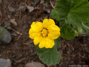 High altitude flowers﻿ from Romanian Carpathians