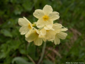 High altitude flowers﻿ from Romanian Carpathians