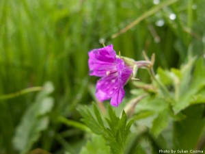 High altitude flowers﻿ from Romanian Carpathians