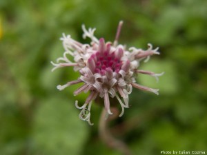 High altitude flowers﻿ from Romanian Carpathians