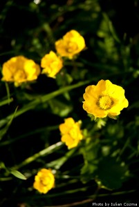 High altitude flowers﻿ from Romanian Carpathians