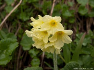 High altitude flowers﻿ from Romanian Carpathians