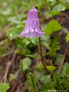 High altitude flowers﻿ from Romanian Carpathians