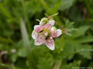 High altitude flowers﻿ from Romanian Carpathians