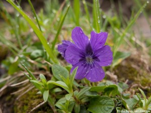High altitude flowers﻿ from Romanian Carpathians