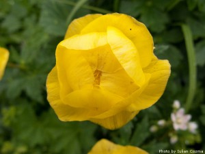 High altitude flowers﻿ from Romanian Carpathians