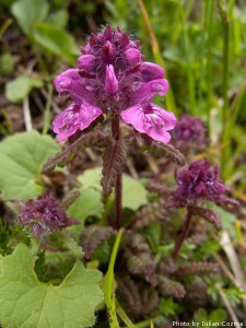 High altitude flowers﻿ from Romanian Carpathians