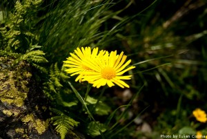 High altitude flowers﻿ from Romanian Carpathians