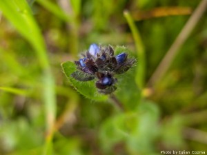 High altitude flowers﻿ from Romanian Carpathians